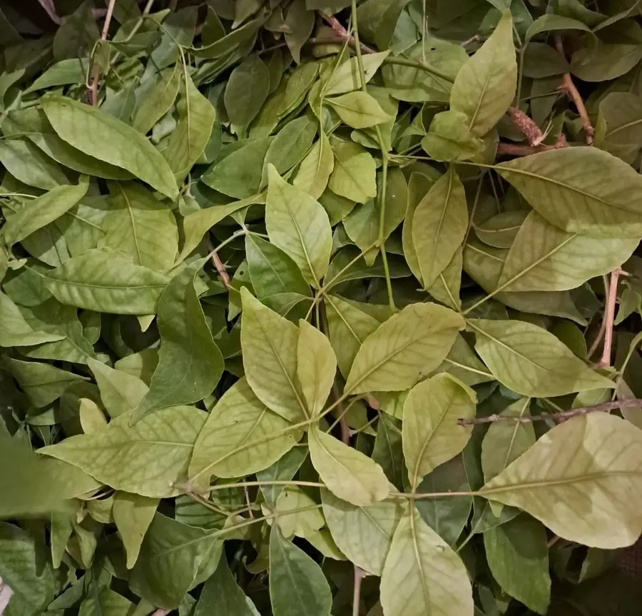 the-grand-rudrabhishek-at-om-ashram bodyImage